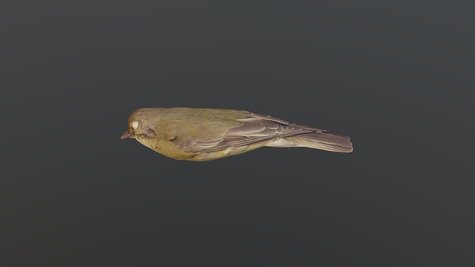 Jackywinter Microeca fascinans Download Free 3D model by MooreLab