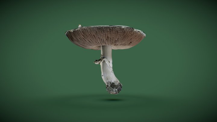 White mushroom 3D Model