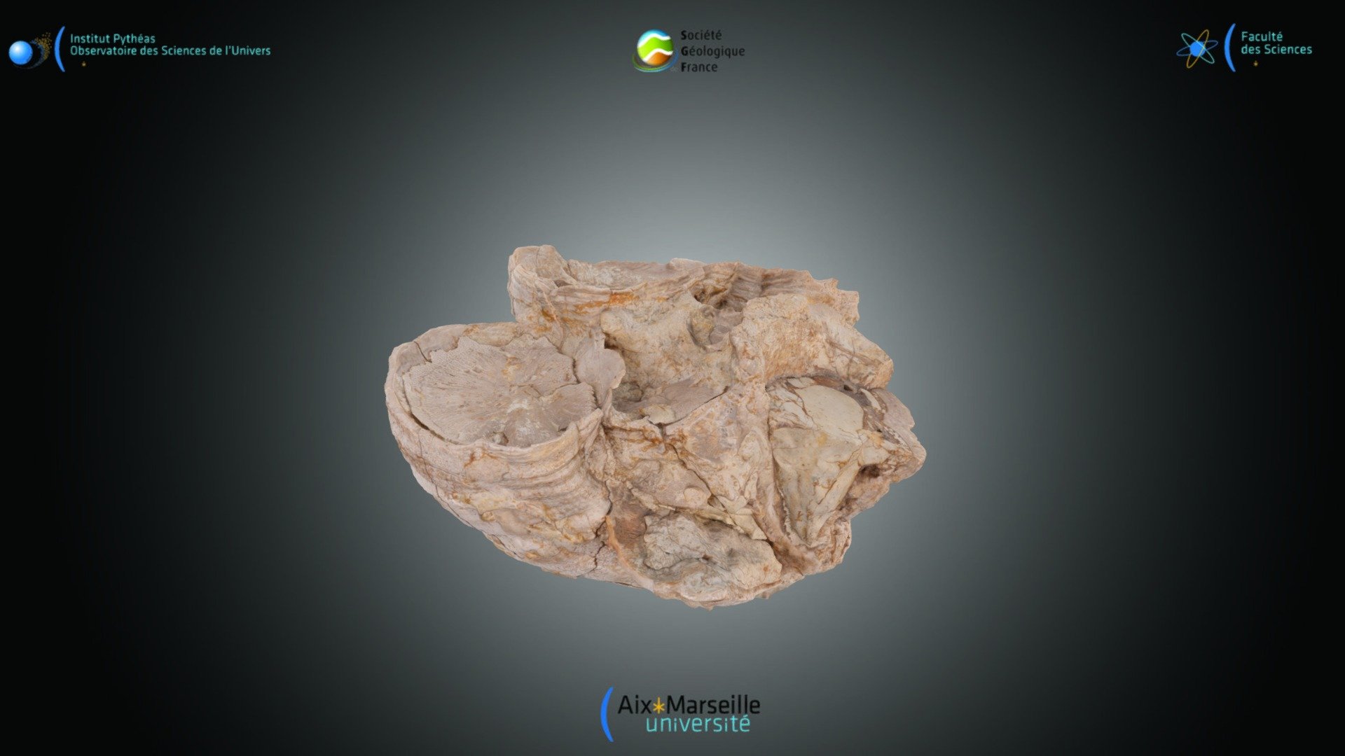 Bivalve - Hippurites quintanalomensis