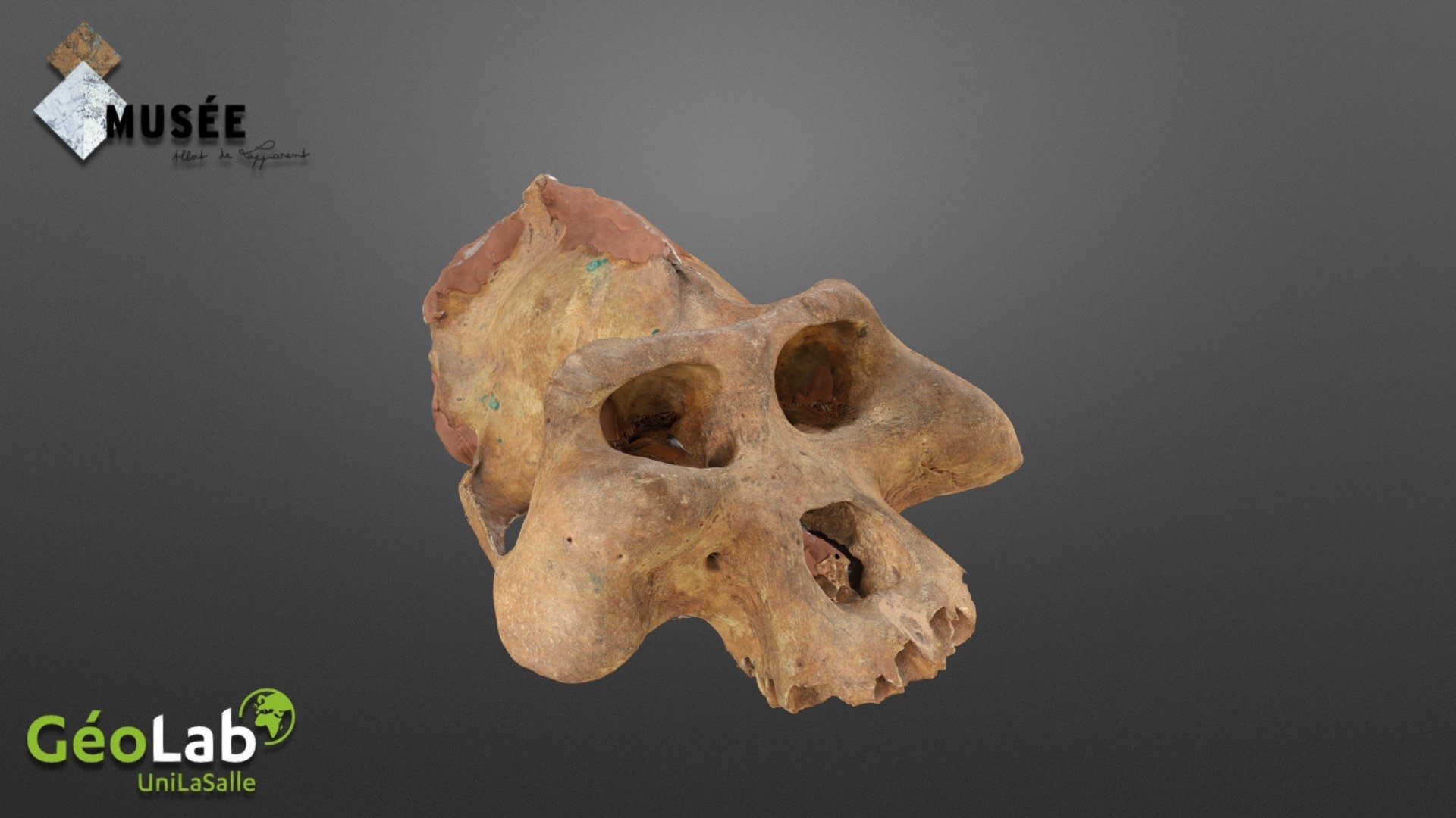 Pongo Pygmaeus 2 - Download Free 3D model by GéoLab UniLaSalle (@geolab ...