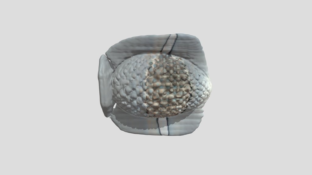 A Dragon Egg, Fantasy Asset