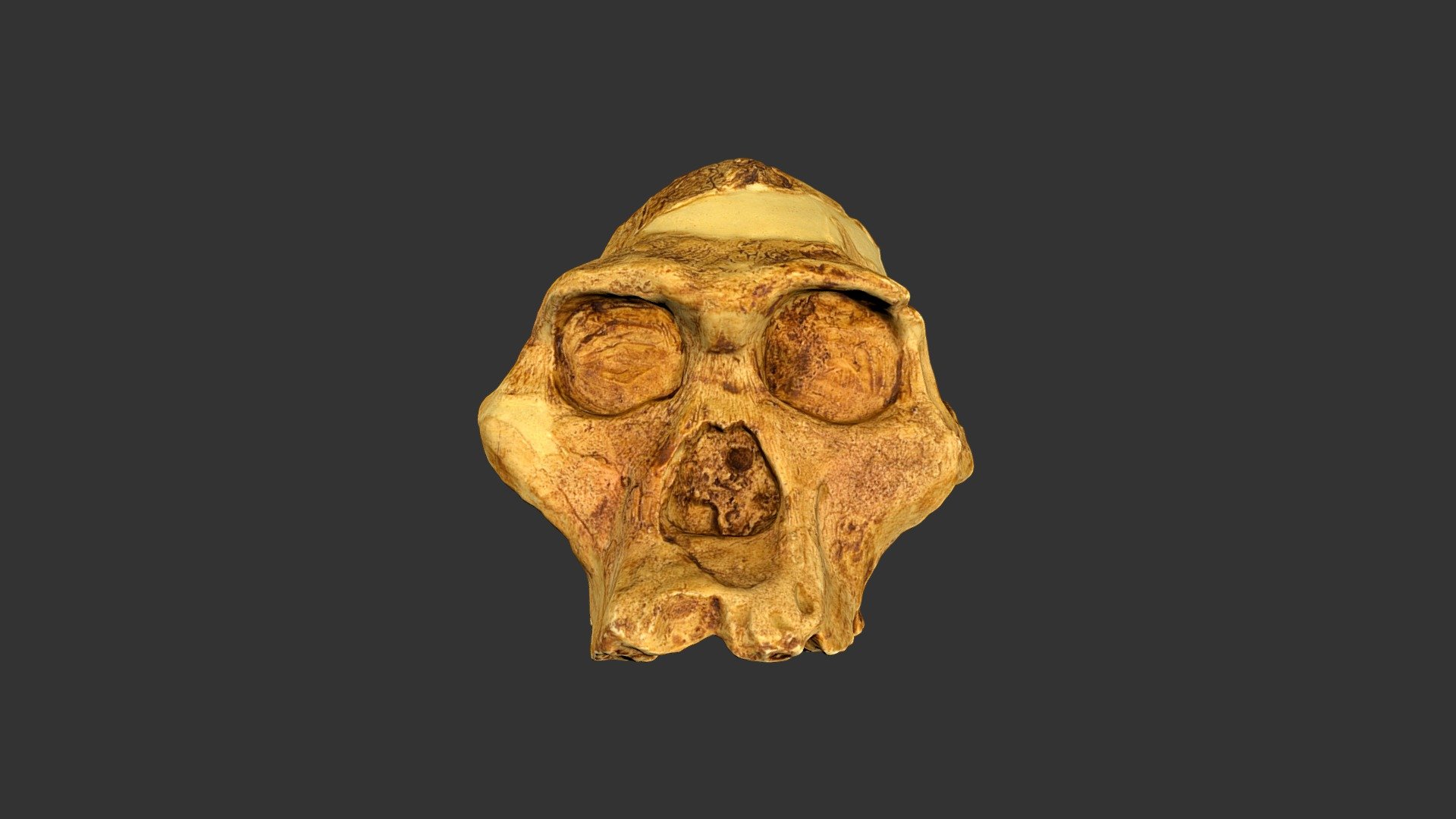 Australopithecus africanus (2501.1rp14)
