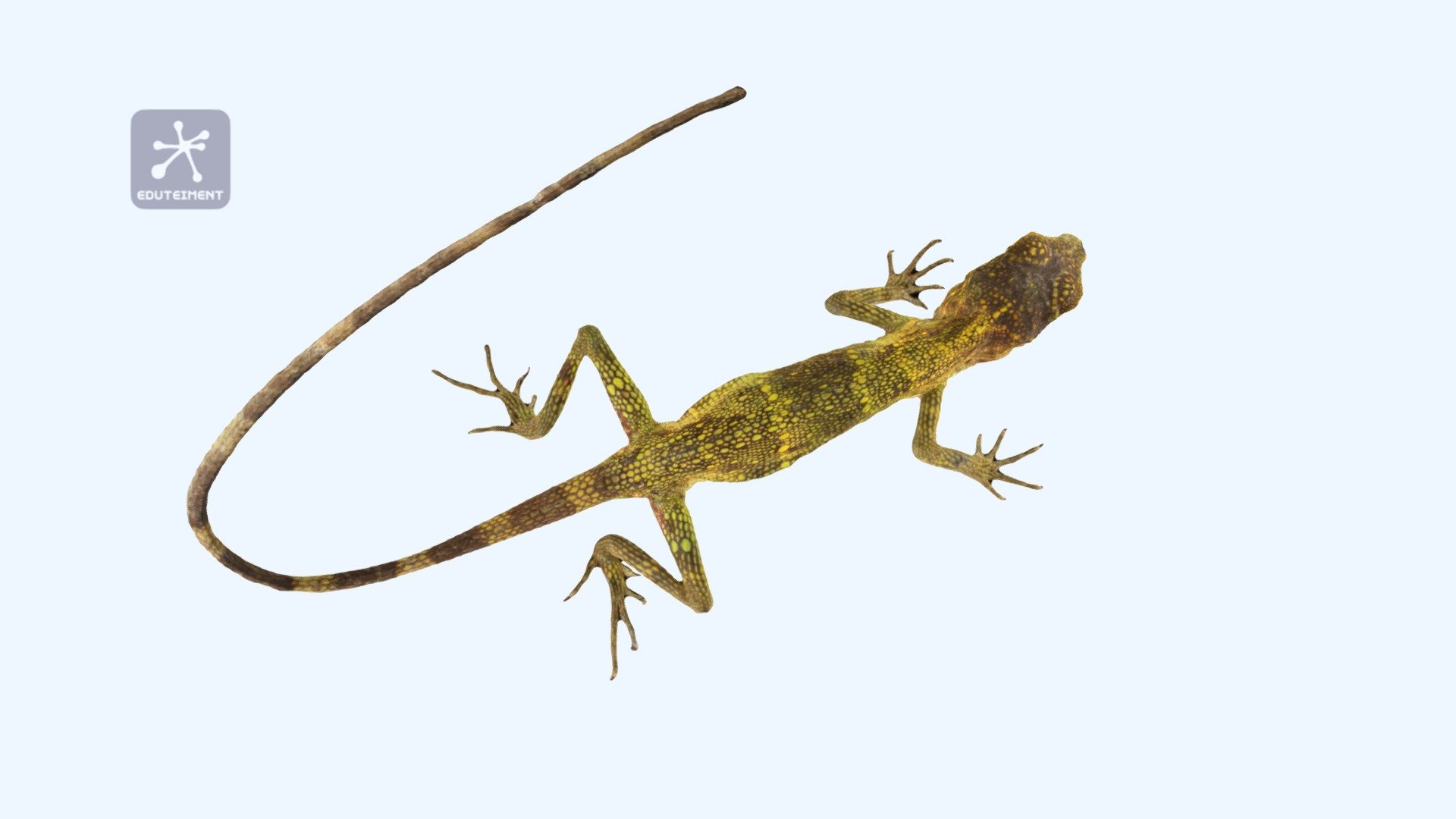 Sakishima Tree Lizard Download Free 3D model by Eduteiment