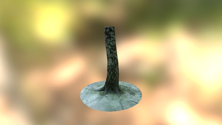 Birch tree 3D Model