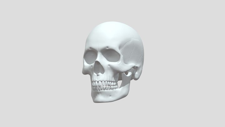 Calavera 3D Model