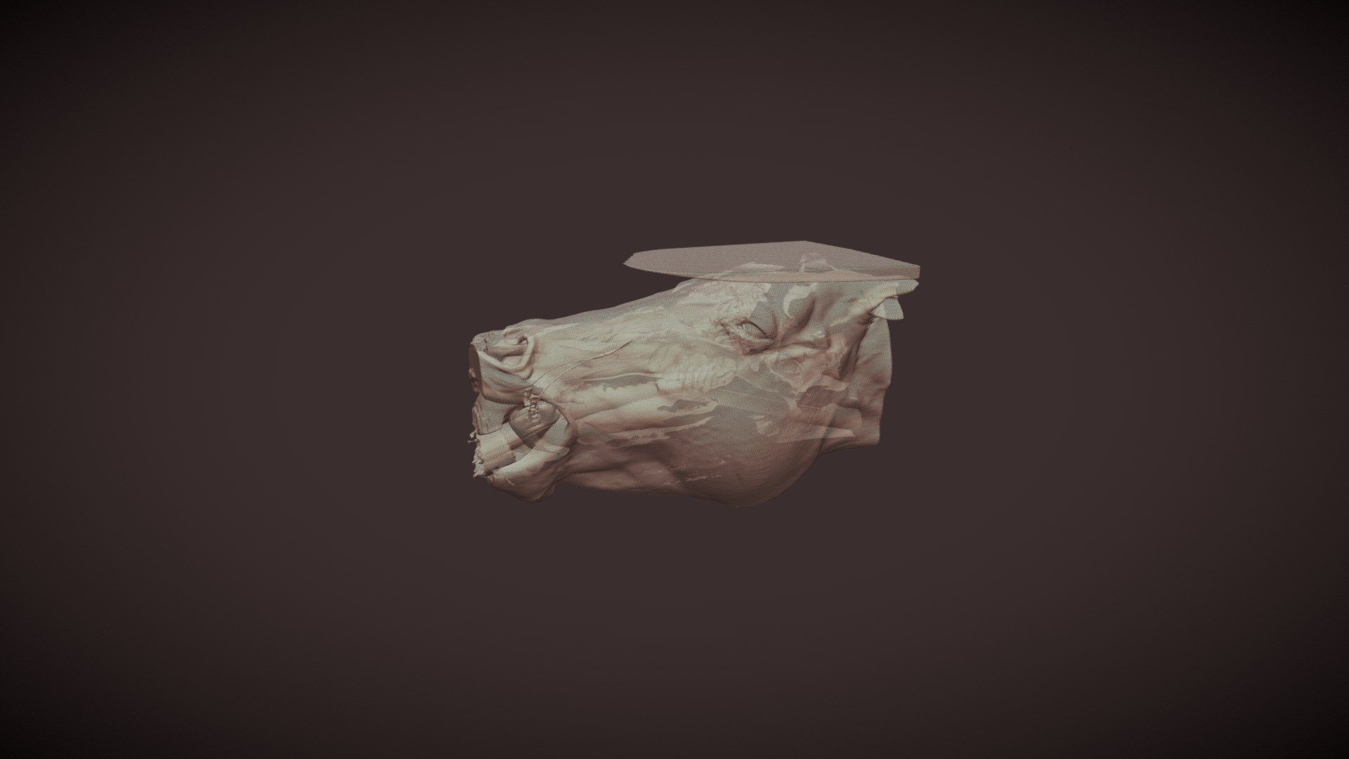 horse head