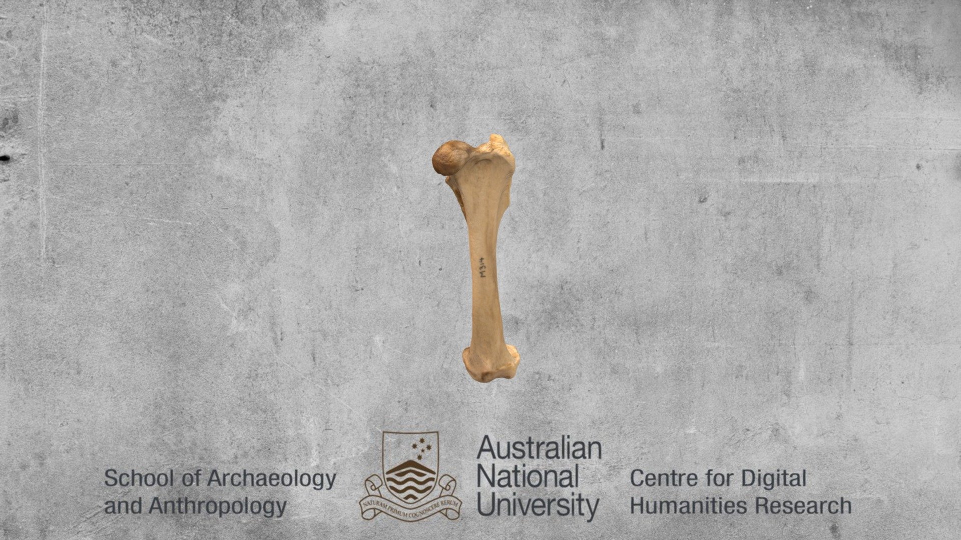 Femur wombat