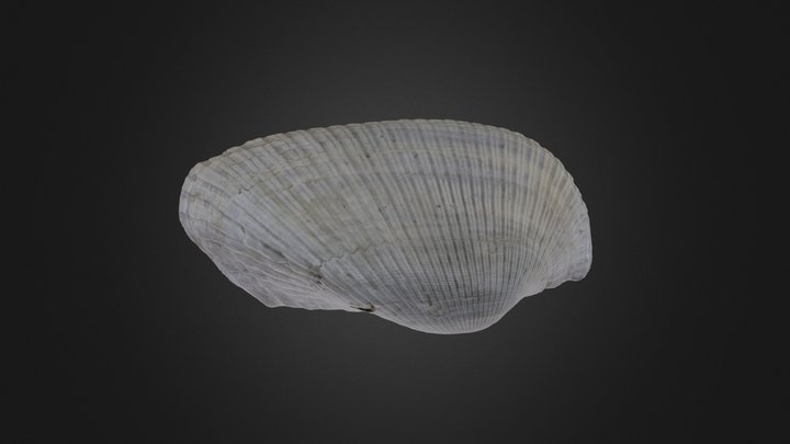 Bivalve: Anadara lienosa (PRI 70070) – Gratis 3D-model STL