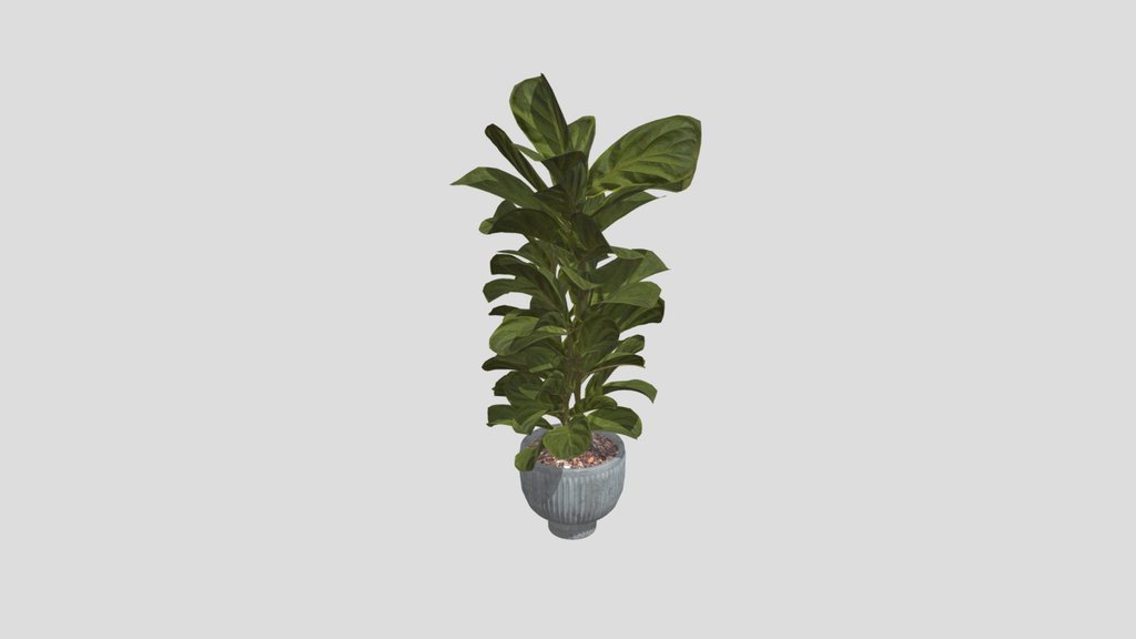 Plant