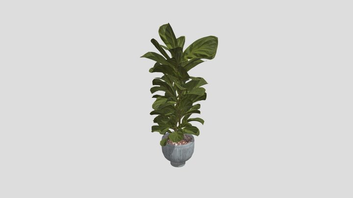 Plant
