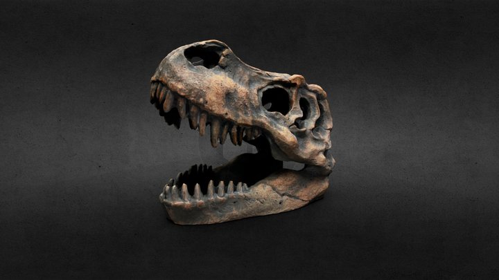 T-Rex Dinosaur Skull Scan 3D Model