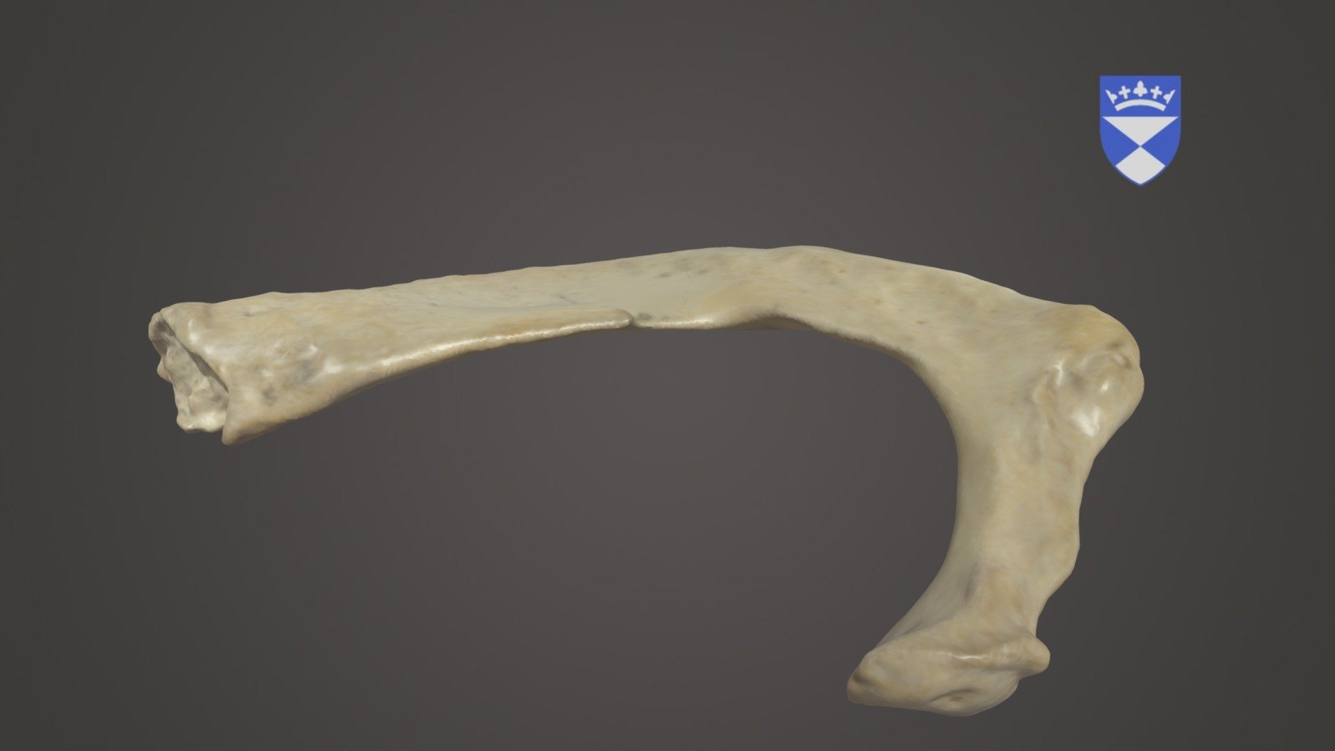 1st rib 3D model by University of Dundee, CAHID (anatomy_dundee