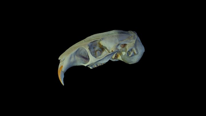 Cráneo de Ctenomys magellanicus (Tucu-tucu) 3D Model