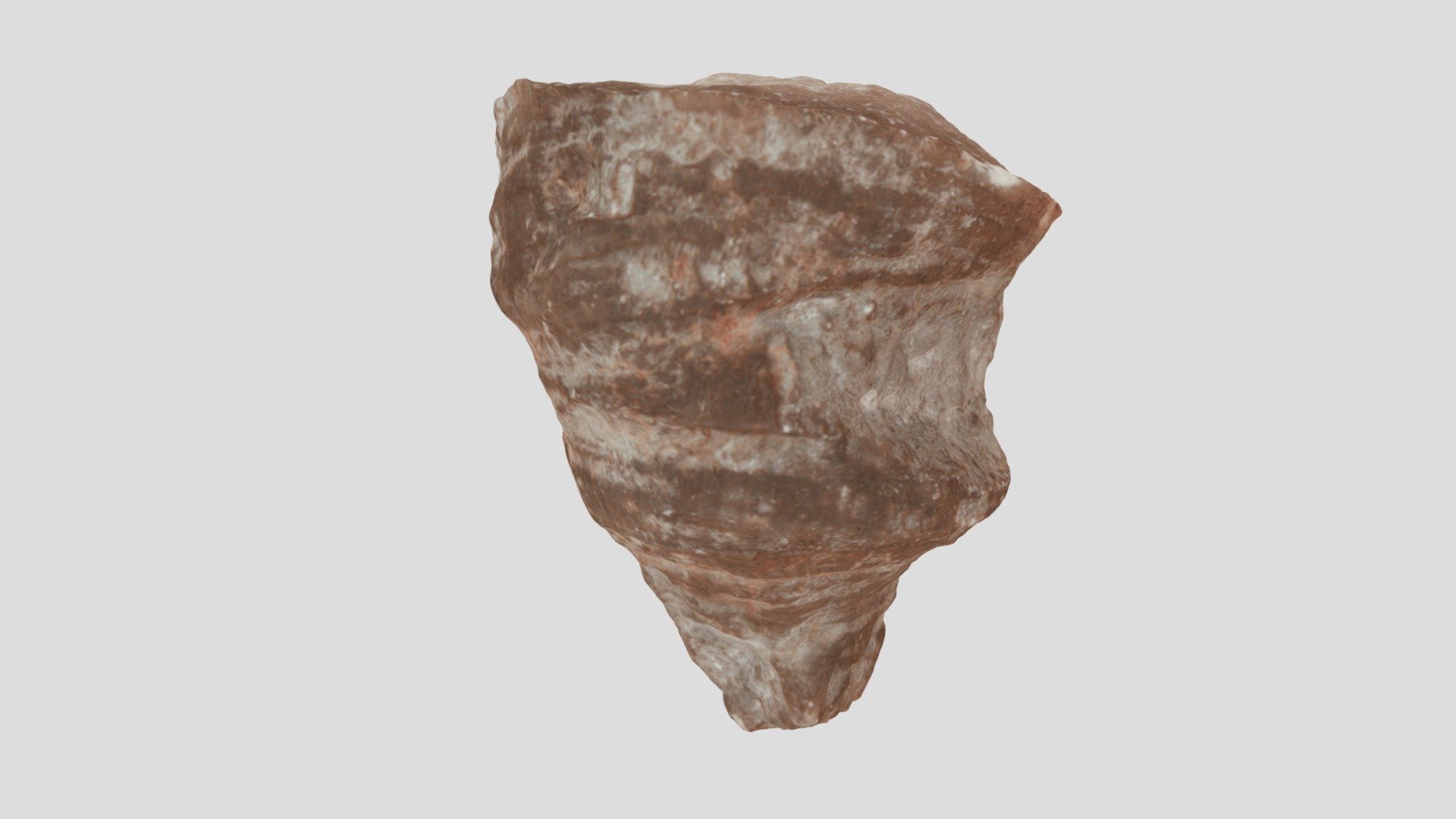 Rugose coral
