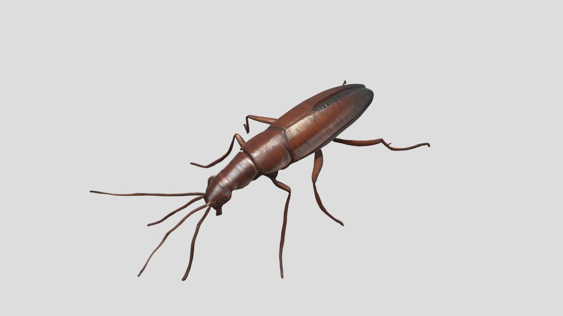 Coackroach - 3D model by Marco De Simone (@marcodesimone888) [6b432d7 ...