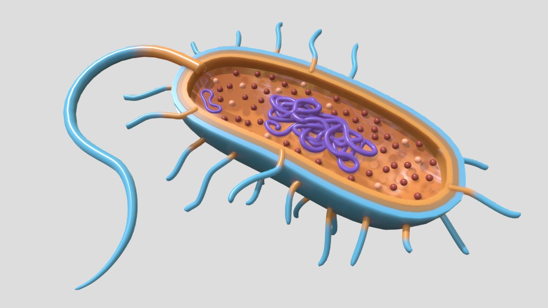 celula bacteriana - 3D model by guilherme11223399 [6b44211] - Sketchfab