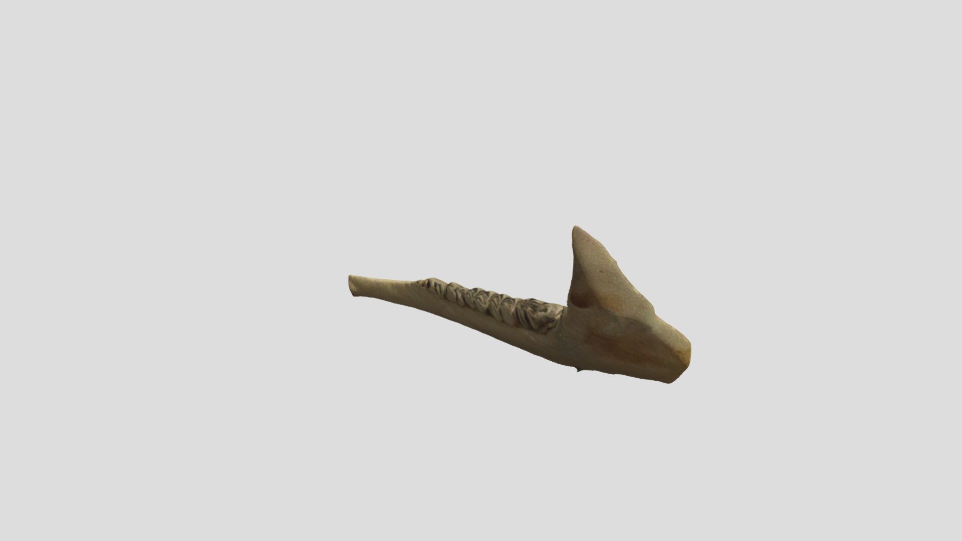 White-tailed deer jaw #A11