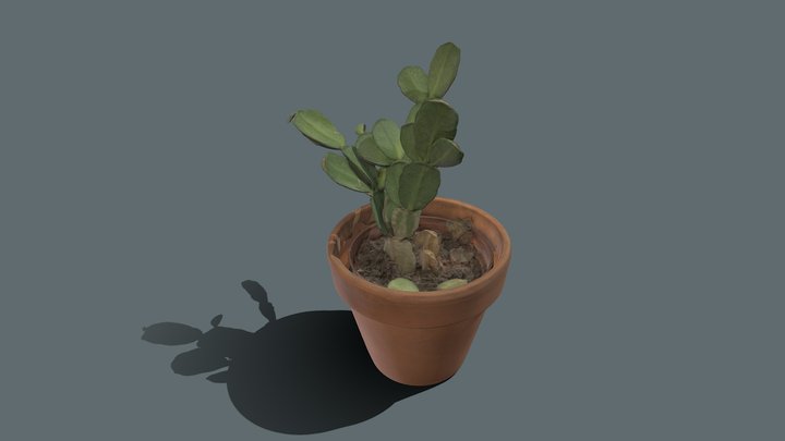 Christmas Cactus 3D Scan – Free 3D Model STL