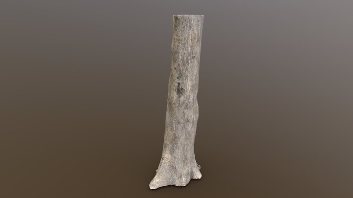 Eastern Red Cedar - Retopologized 3D Model