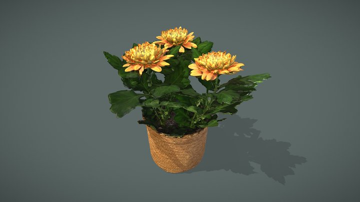 Orange Chrysanthemum 3D Model