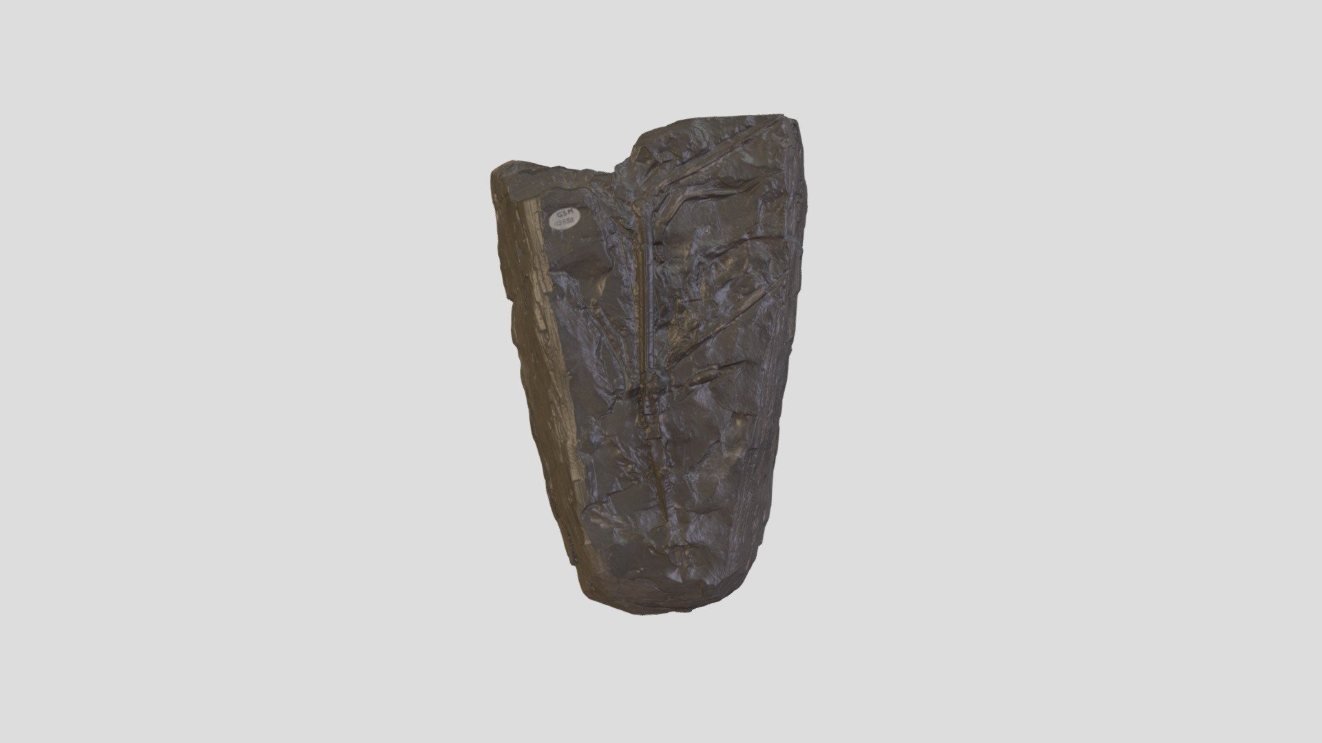 [1414] GSM 113550 Pentacrinus Gracilis 950K