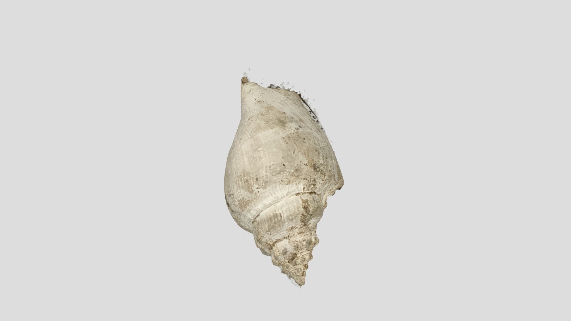 Fossils 12