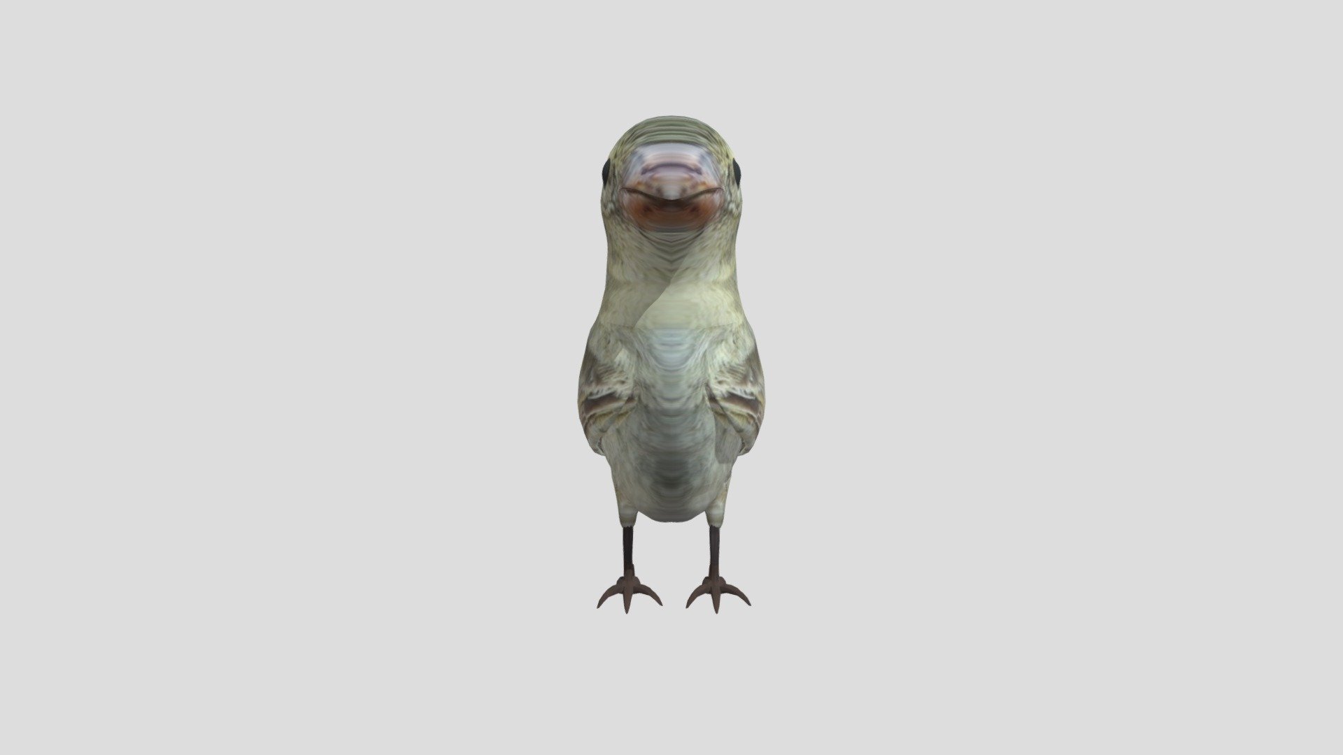 Pajaro3
