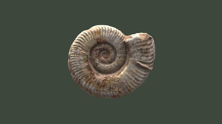 Ammonite fossilisée 3D Model