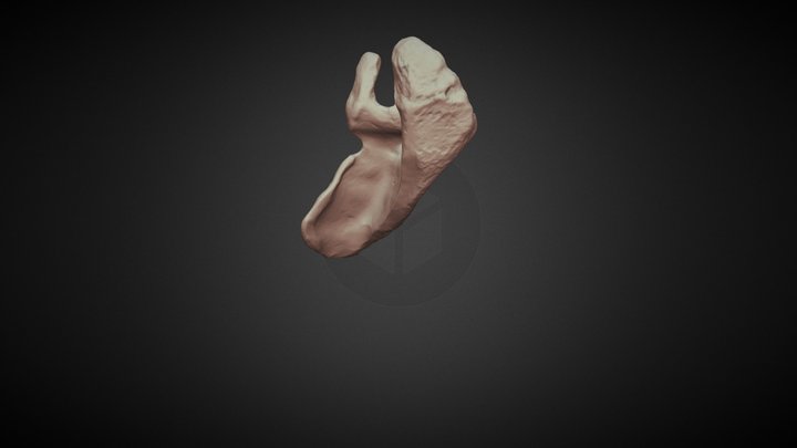 Scapula 3D Model