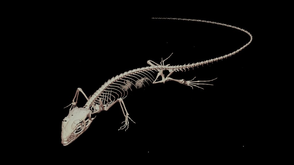 ニホンカナヘビ 🦎 CT scan 🦴 The Japanese Grass Lizard