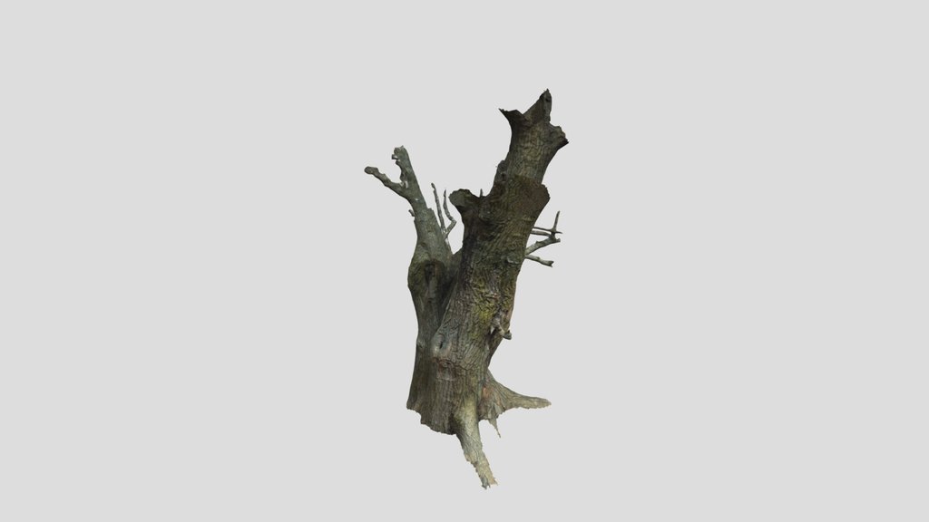 Photoscanned Tree Trunk 03