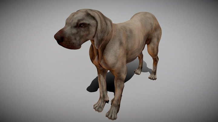 Dog anatomy - Interactive on vakexpert.nl/dog 3D Model