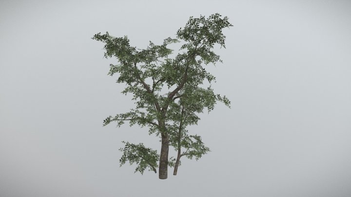 Hackberry Tree 3D Model