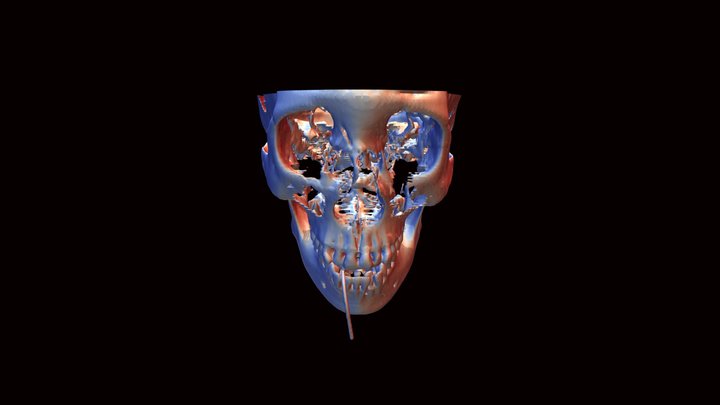 Skull 3D Rendering 3D Model