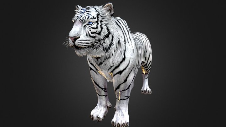 Tiger 3D models - Sketchfab