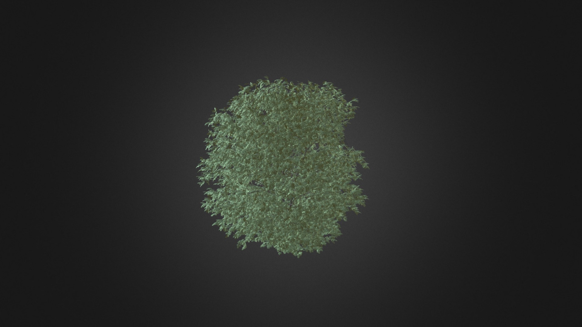 3D model Common Hazel Tree (Corylus avellana) 4.2m - This is a 3D model of the Common Hazel Tree (Corylus avellana) 4.2m. The 3D model is about a green and white circle.