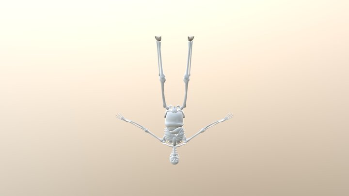 Zwvrcdyyhl-internal Skeleton 3D Model