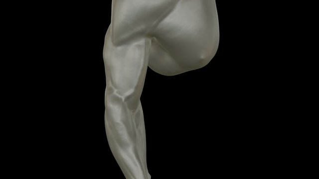 Anatomy Arm free download 3D Model