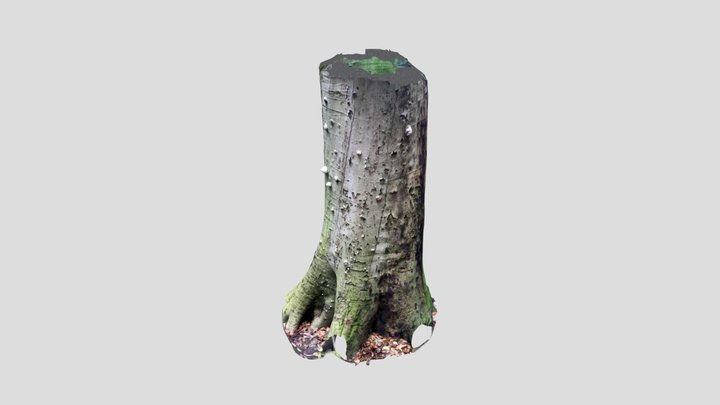 tree with mushrooms 3D Model
