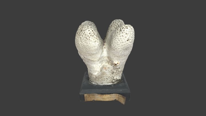 Goniopora columna – Modello 3D gratuito STL