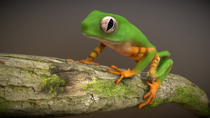 Tiger Striped Leaf Frog 3D Model