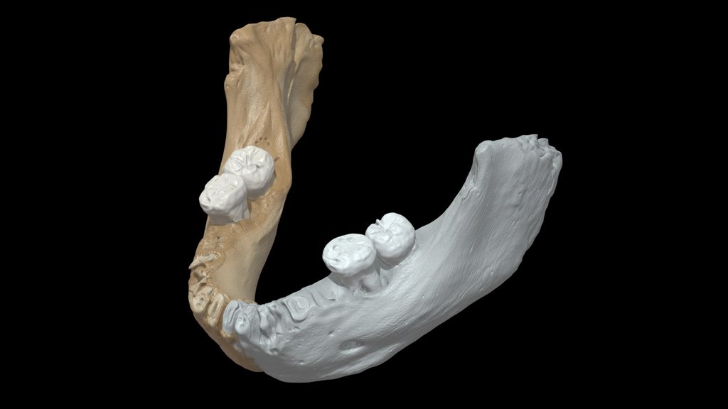 Xiahe Mandible