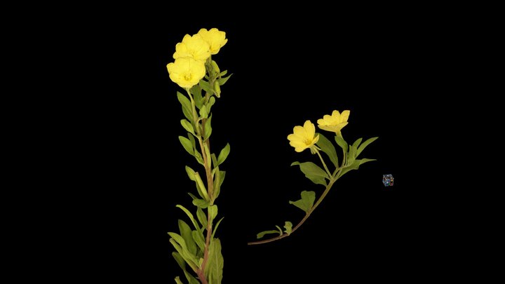 CC0 コマツヨイグサ Cutleaf Evening-primrose – Free 3D Model STL