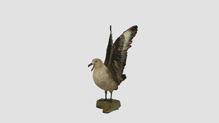 Skua 3D Model
