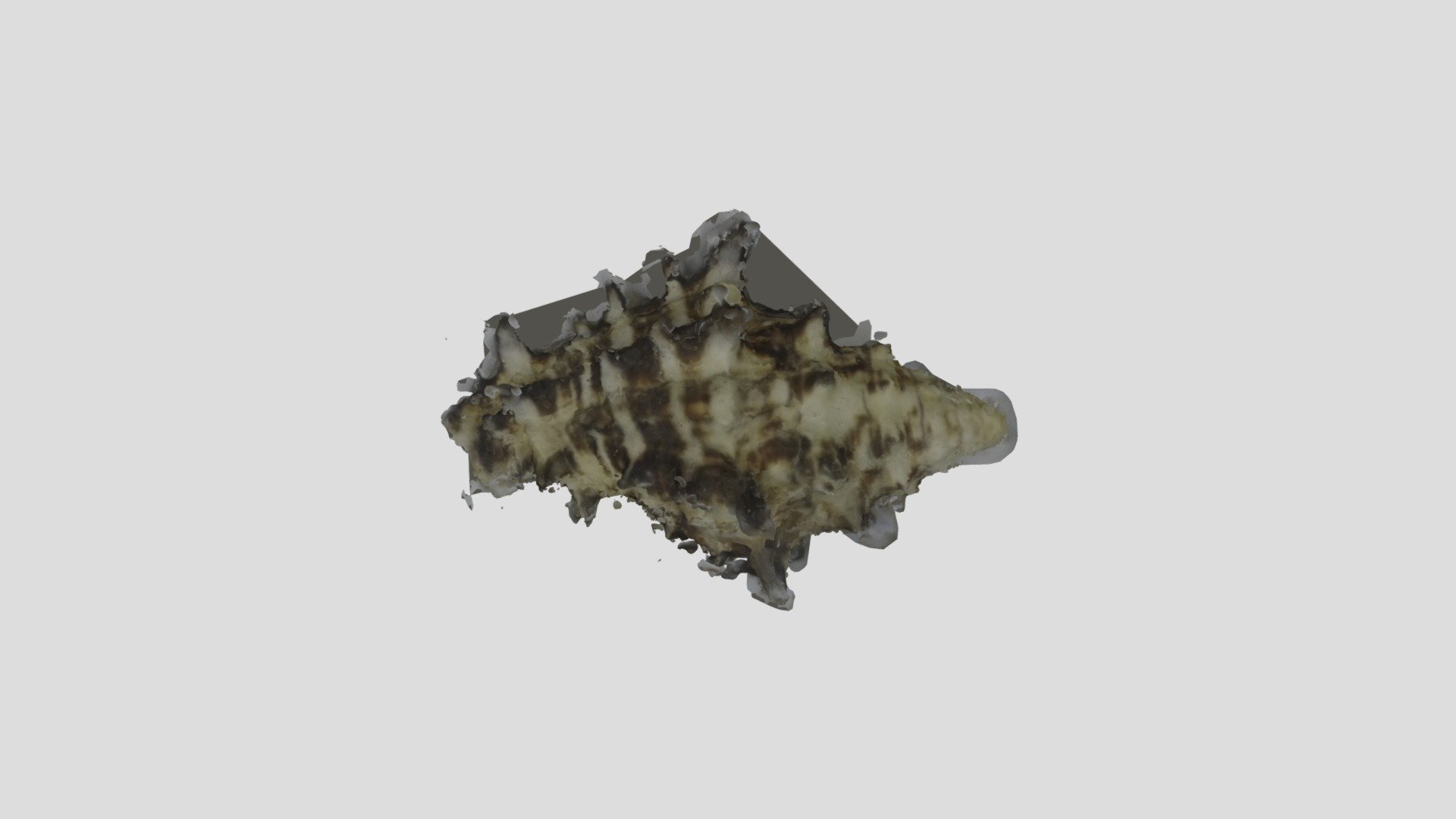 Shell1_ Model2 - 3D model by madibeck [6b74e32] - Sketchfab