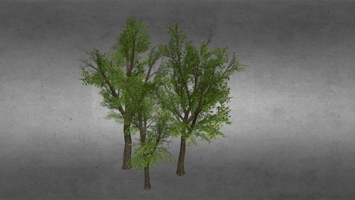 Low Poly Trees 3D Model