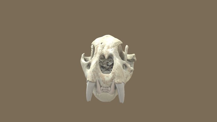 Lion Skull 3D Model