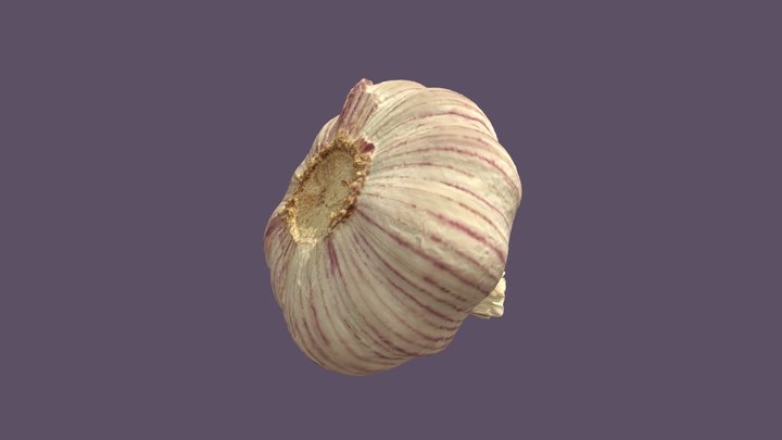 Garlic 3D Model