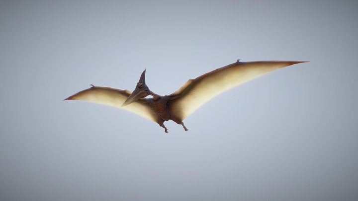 Animated Pterodactyle (Game Ready) 3D Model