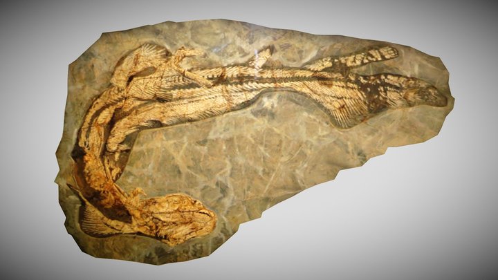 Orthacanthus senckenbergianus Fossil – Kostenloses 3D-Modell STL